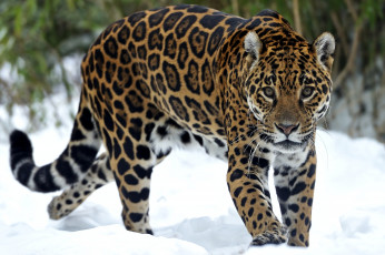 обоя животные, Ягуары, снег, хищник