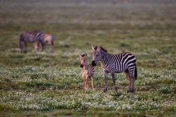 Картинка животные зебры полосы мама малыш