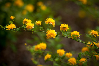 Картинка цветы цветущие деревья кустарники ветка желтый