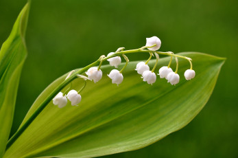 Картинка цветы ландыши весна веточка