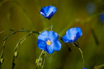 Картинка цветы луговые полевые лён синий капли