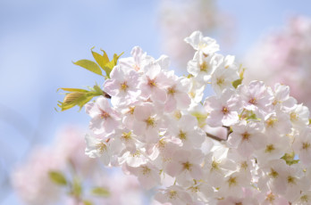 Картинка цветы сакура вишня ветка весна красота