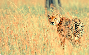 Картинка гепард животные гепарды трава