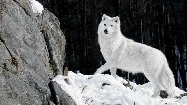 Обои картинки фото животные, волки, полярный, волк