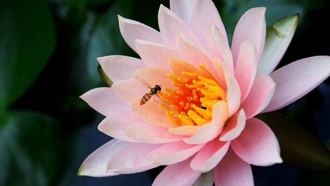Обои картинки фото цветы, лилии, водяные, нимфеи, кувшинки, розовый, лепестки, пчела