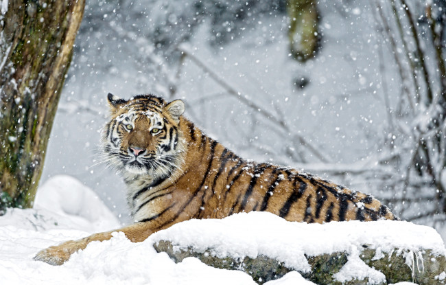 Обои картинки фото животные, тигры, снег, взгляд, хищник