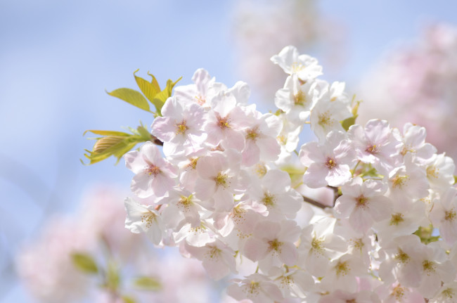 Обои картинки фото цветы, сакура, вишня, ветка, весна, красота