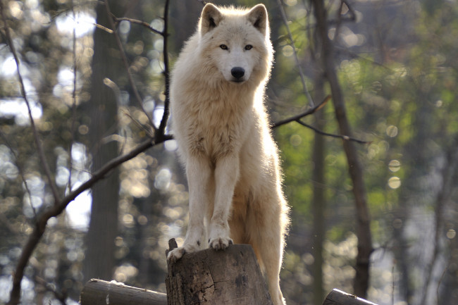 Обои картинки фото животные, волки, арктический, стойка
