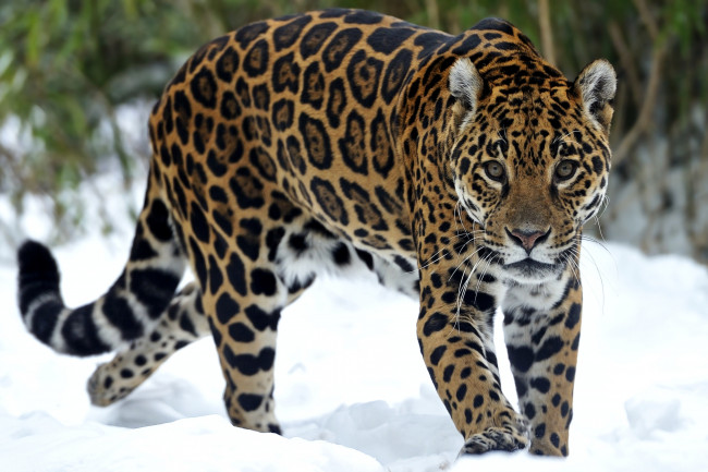 Обои картинки фото животные, Ягуары, снег, хищник