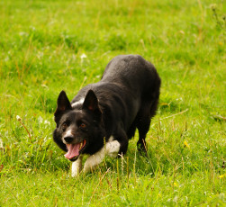 Картинка животные собаки язык собака бордер-колли лужайка трава поляна