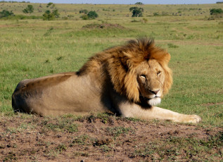 Картинка животные львы взгляд грива лев саванна