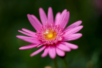 Картинка цветы капли розовая маргаритка