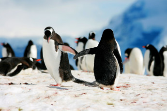 Картинка животные пингвины снег