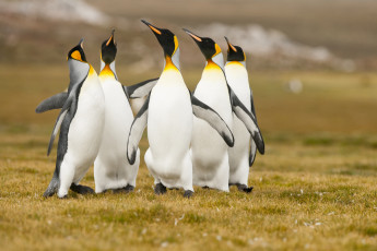 Картинка животные пингвины трава поле