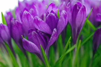 Картинка цветы крокусы фиолетовый