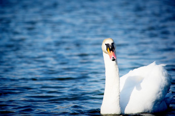 Картинка животные лебеди грация белый рябь вода