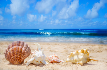 обоя разное, ракушки,  кораллы,  декоративные и spa-камни, песок, море, прибой, раковины