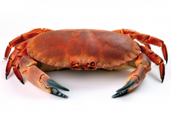 Картинка животные крабы +раки crab