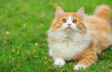 Картинка животные коты зелень трава бело-рыжая кошка пушистая