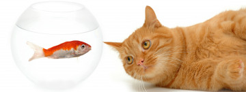 Картинка животные разные+вместе кот рыжий аквариум рыбка белый фон