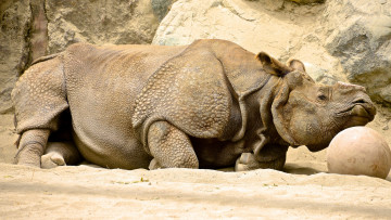 Картинка животные носороги отдых носорог камни