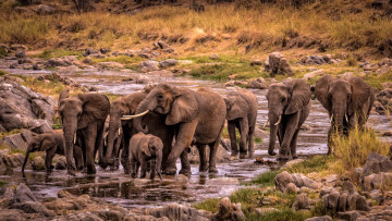Картинка животные слоны брод река саванна стадо