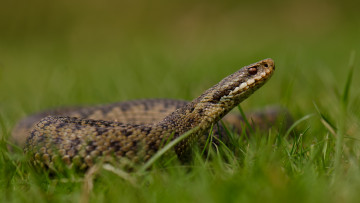 Картинка животные змеи +питоны +кобры змея трава голова