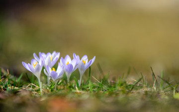 Картинка цветы крокусы природа весна