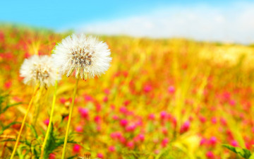 Картинка цветы одуванчики белые поле весна