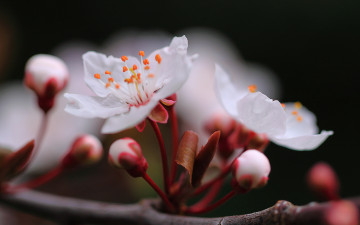 Картинка цветы сакура +вишня ветка макро весна вишня