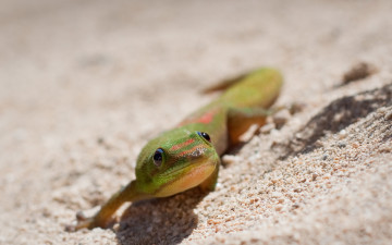 Картинка животные Ящерицы +игуаны +вараны зелёная ящерица песок камень