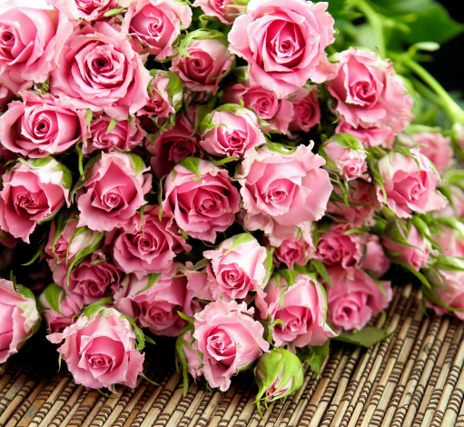Обои картинки фото цветы, розы, розовый, много