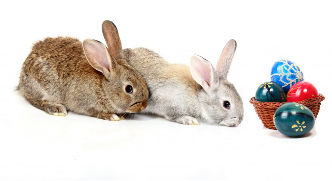 Обои картинки фото животные, кролики,  зайцы, пара, easter, яйцо, пасха