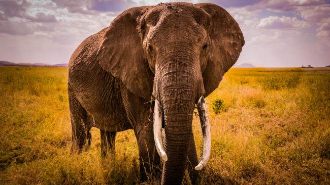 Обои картинки фото животные, слоны, бивни, слон, саванна