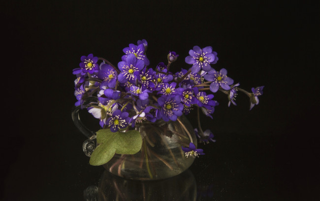 Обои картинки фото цветы, ветреницы,  печёночницы, фиолетовый
