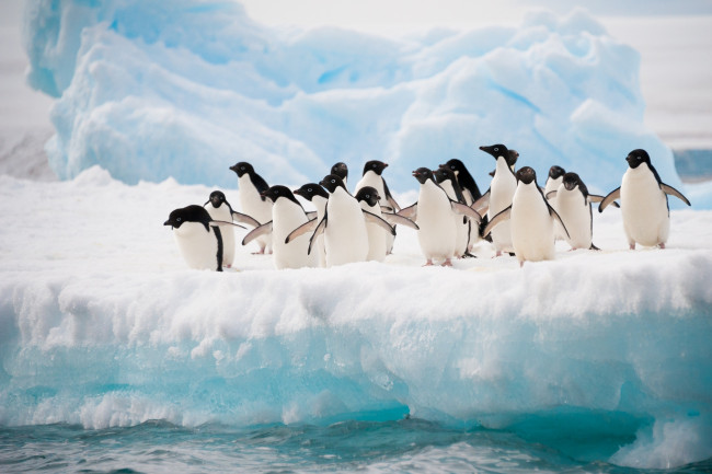Обои картинки фото животные, пингвины, вода, льдина