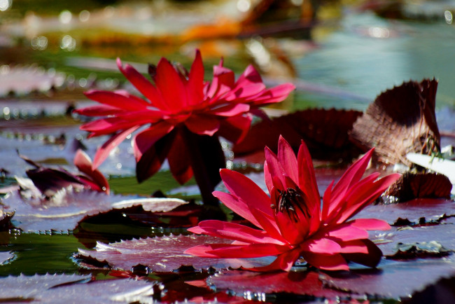 Обои картинки фото цветы, лилии водяные,  нимфеи,  кувшинки, водяные, лилии, кувшинки