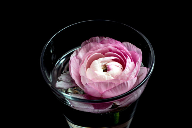 Обои картинки фото цветы, ранункулюс , азиатский лютик, розовый, вода, стакан