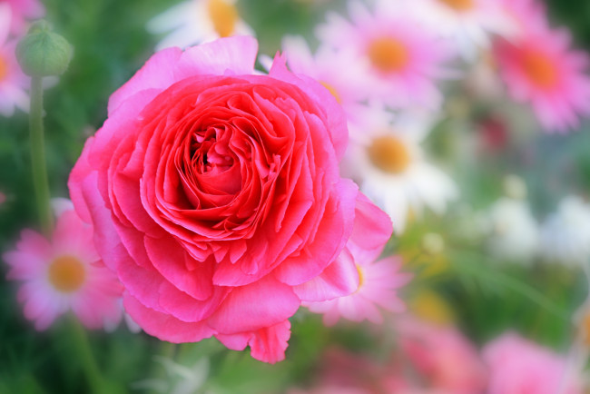 Обои картинки фото цветы, ранункулюс , азиатский лютик, розовая, роза
