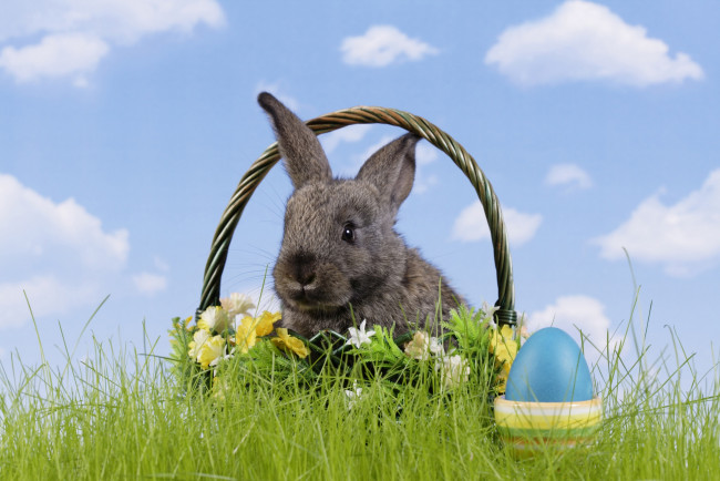 Обои картинки фото животные, кролики,  зайцы, корзина, яйцо, трава, easter, цветы, пасха, кролик