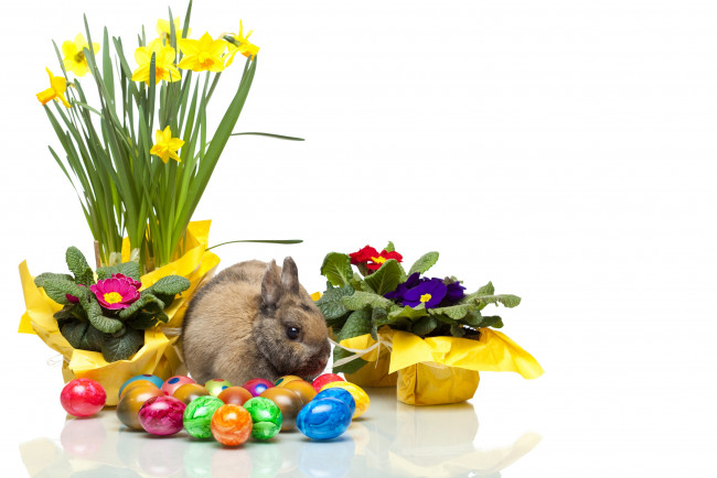 Обои картинки фото животные, кролики,  зайцы, нарцисс, цветы, easter, яйцо, пасха, кролик