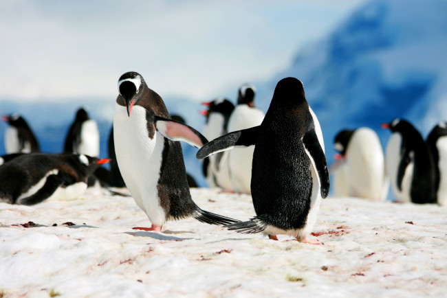 Обои картинки фото животные, пингвины, снег