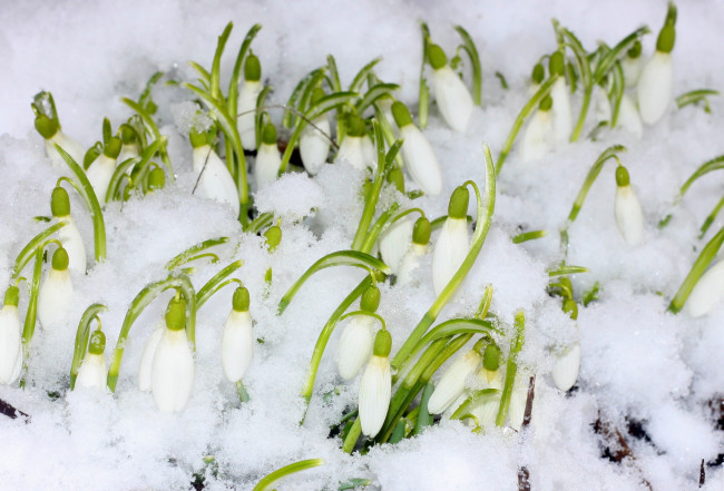 Обои картинки фото цветы, подснежники,  белоцветник,  пролески, снег