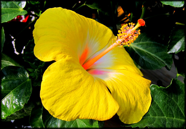 Обои картинки фото цветы, гибискусы, ярко, желтый, гибискус, листья