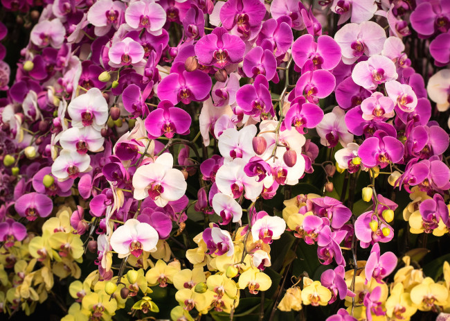 Обои картинки фото цветы, орхидеи, много