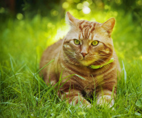 Картинка животные коты кот трава боке