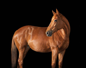 Картинка животные лошади животное лошадь