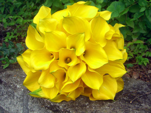 Картинка цветы каллы желтый
