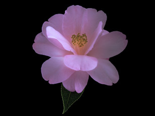 Картинка цветы камелии макро камелия лепестки цветок фон чёрный розовая