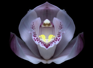 Картинка цветы орхидеи макро орхидея фон черный